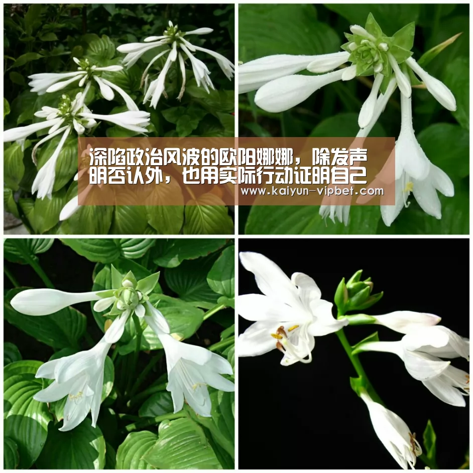 深陷政治风波的欧阳娜娜,除发声明否认外,也用实际行动证明自己“开云频道”(图1) 开云官方