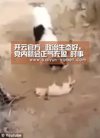 开云官方